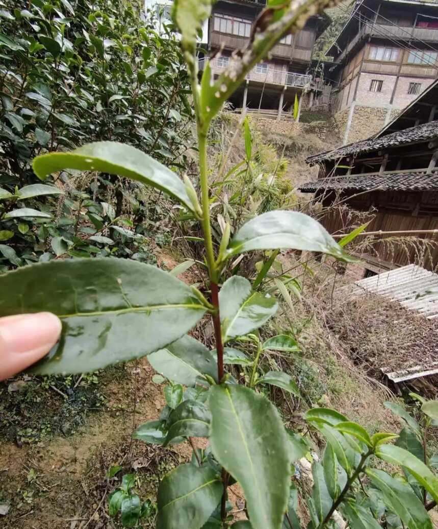 色素茶，香精茶、滑石粉