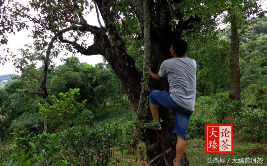 只说再说倚邦革登莽枝