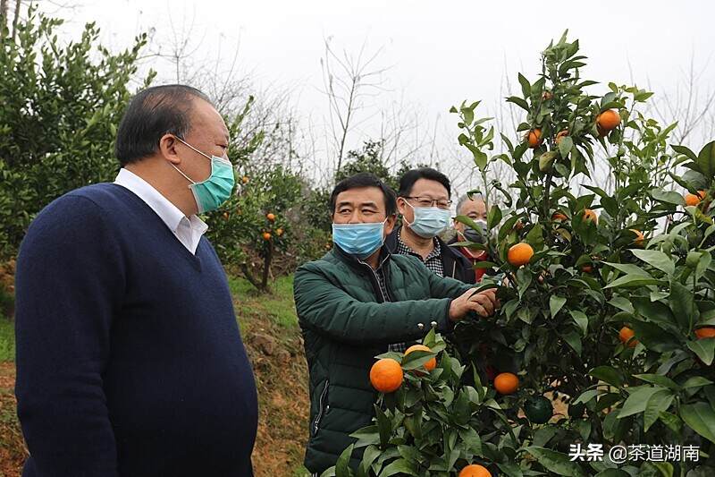 刘德胜到市农科院柑橘品种实验基地调研指导抗疫和复工复产工作
