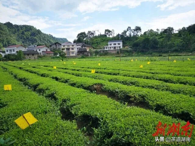 石门大龙坪：“茶叶村”“小康村”“文明村”的幸福变迁