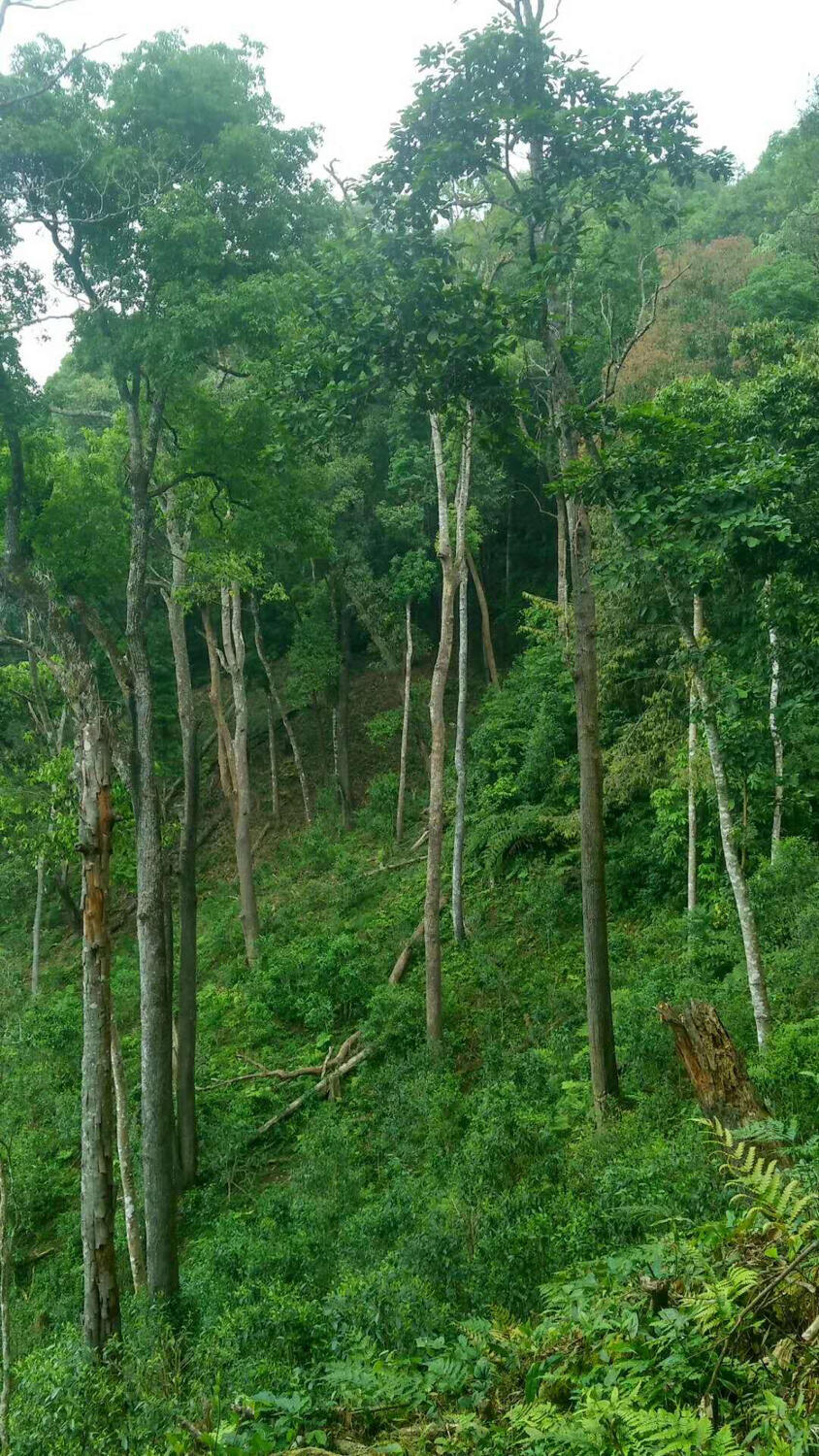 茶山热，易武国有林茶友买茶记