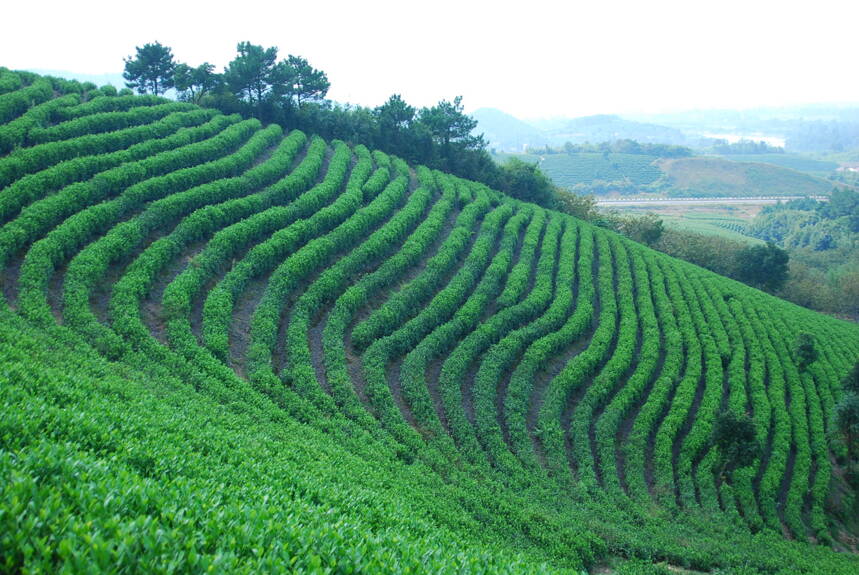 茶叶围着餐桌转