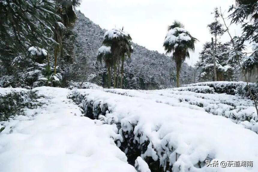 瑞雪兆好茶，看这些银装素裹的茶园就知道！