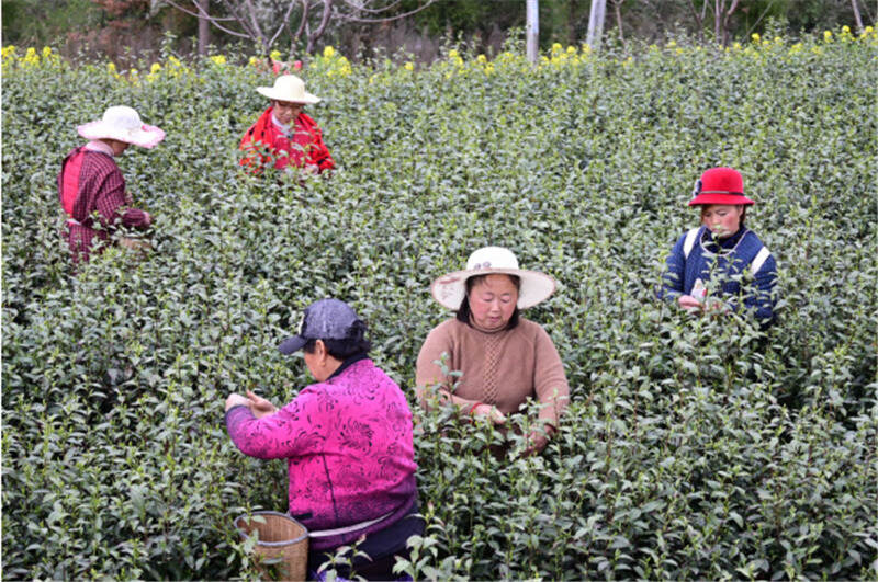 四川巴中清江镇：阳春三月茶芬芳 春茶丰收民致富