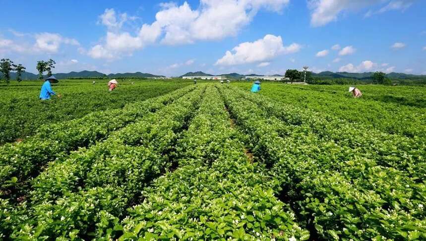 春困来杯茉莉花，4招教你选好茶