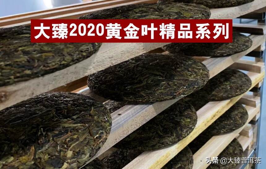 大臻老曼峨黄金叶｜厚重高性价 老茶友必备