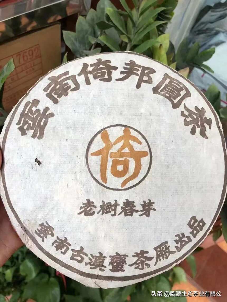 05年倚邦圆茶老树春芽