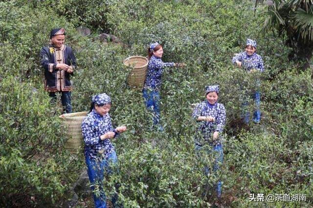 宝庆寻茶记系列之一：茶韵紫花坪