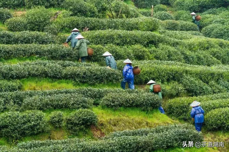 茶文：石光明楹联：我有青山五百年——题古楼御茶园门联