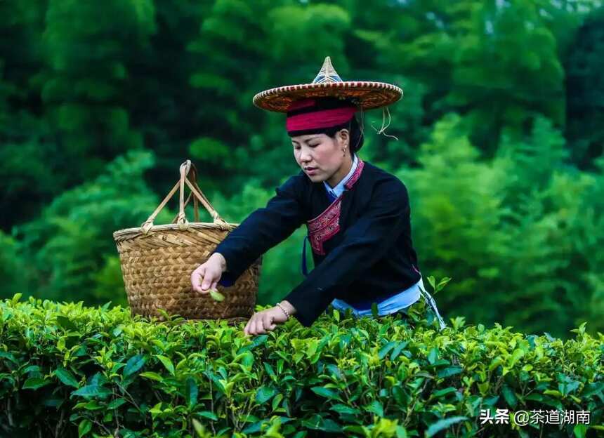 以茶之名道吉祥！这些吉祥的茶名，你知道几个？