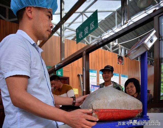 小河野生茶生产正当时