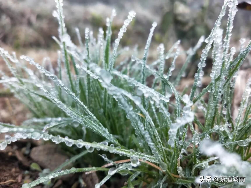 茶文：蒙洱雪芽迎“冬”生长！