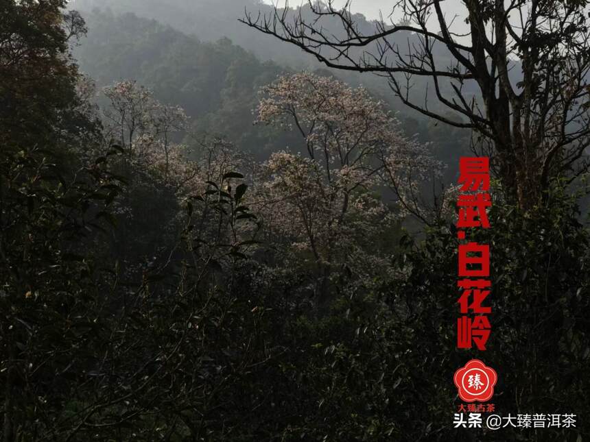 易武古花岭｜大臻春茶纪.进击2021