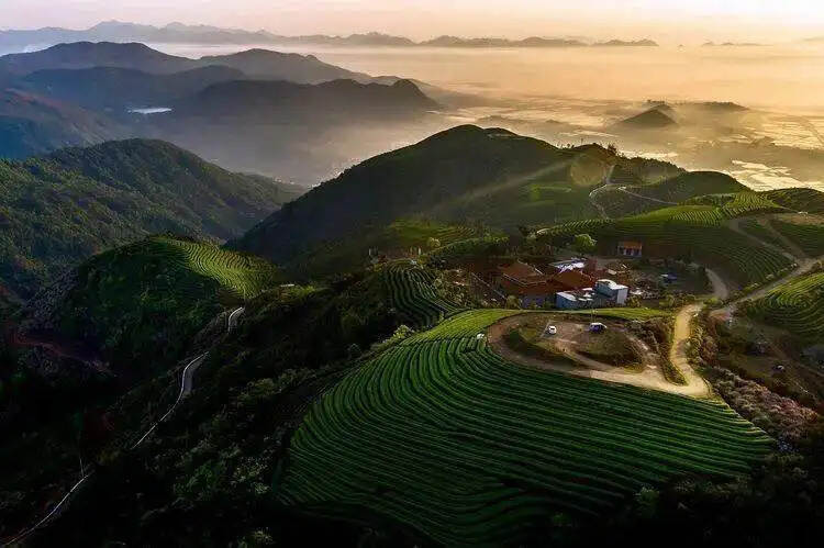 都在求购福建茶，福建茶的兴衰你了解吗？