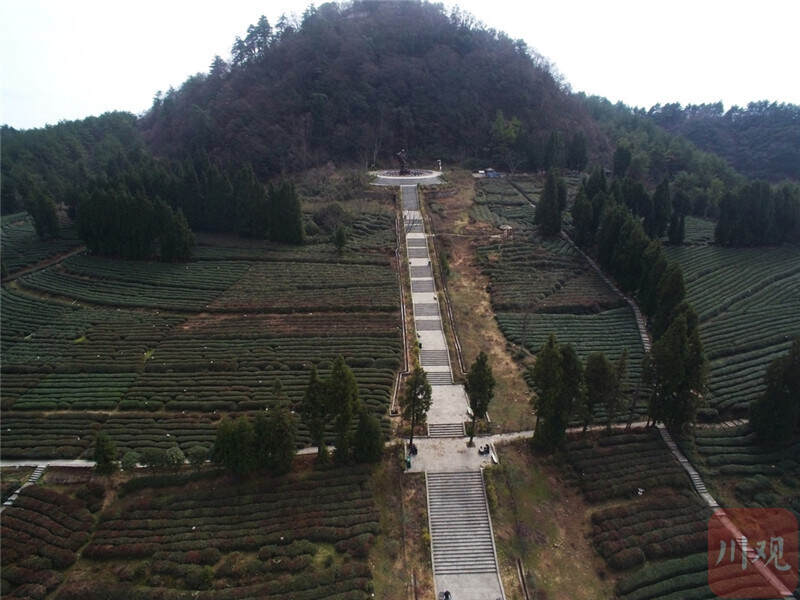 四川巴中：南江春茶3月中下旬全面开采