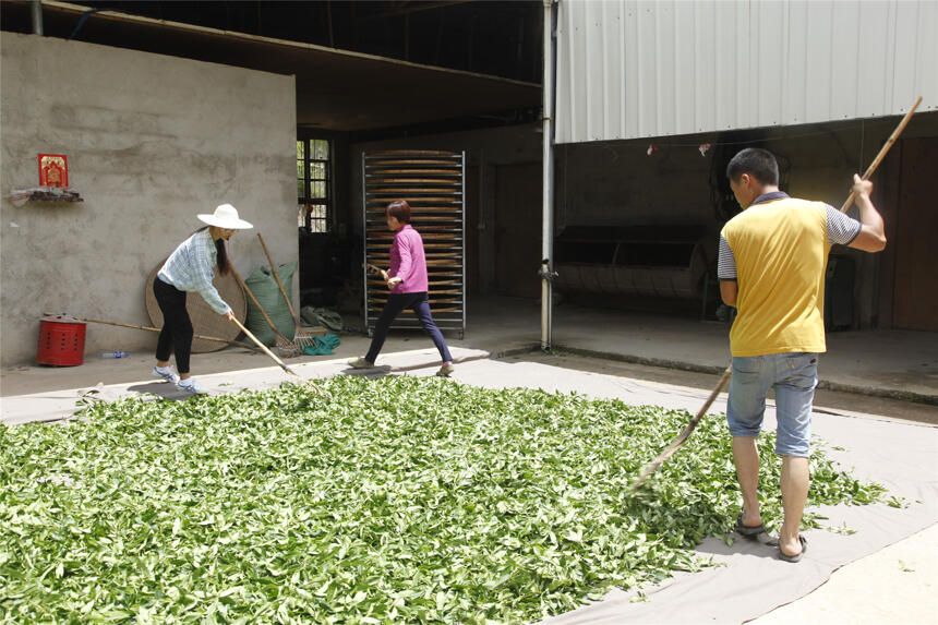 茶山风光无限好，茶农辛勤打拼中，好茶粒粒皆辛苦