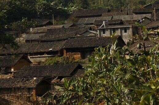 临沧四小龙普洱古茶山