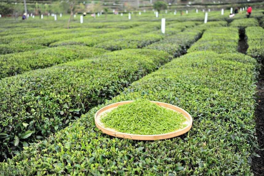 帝芙特说茶：茶园遮阴对茶树有什么影响？