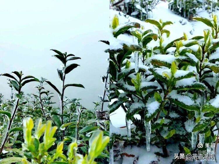 泡出来的普洱茶太苦涩？看这份避雷指南