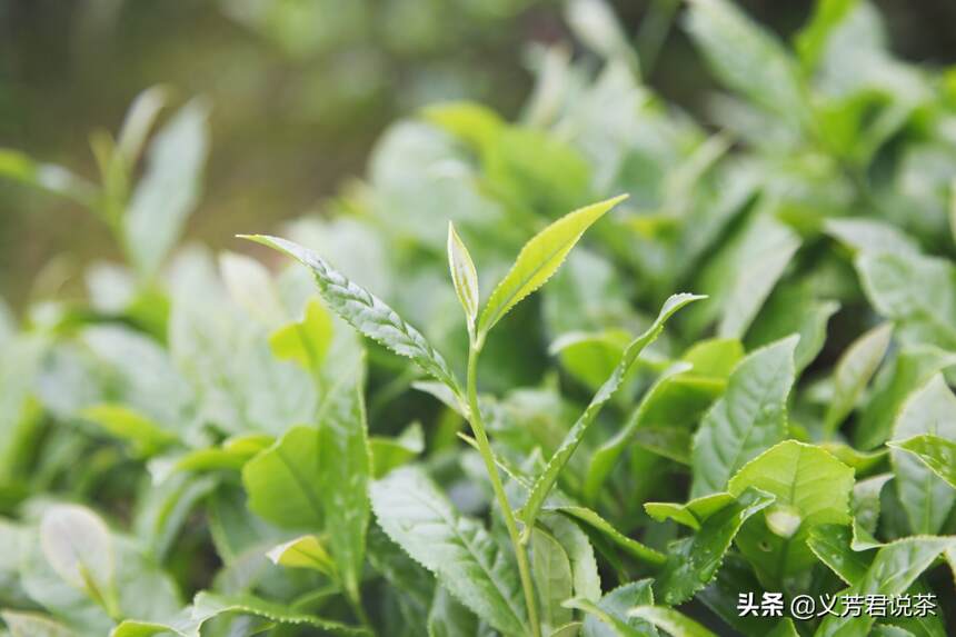 春茶里的绿茶、红茶、白茶、乌龙茶，你喝过几种？不知道要补课