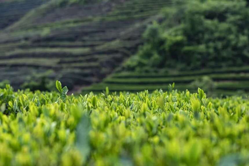 长三角绿茶地图 包邮区喝茶指南