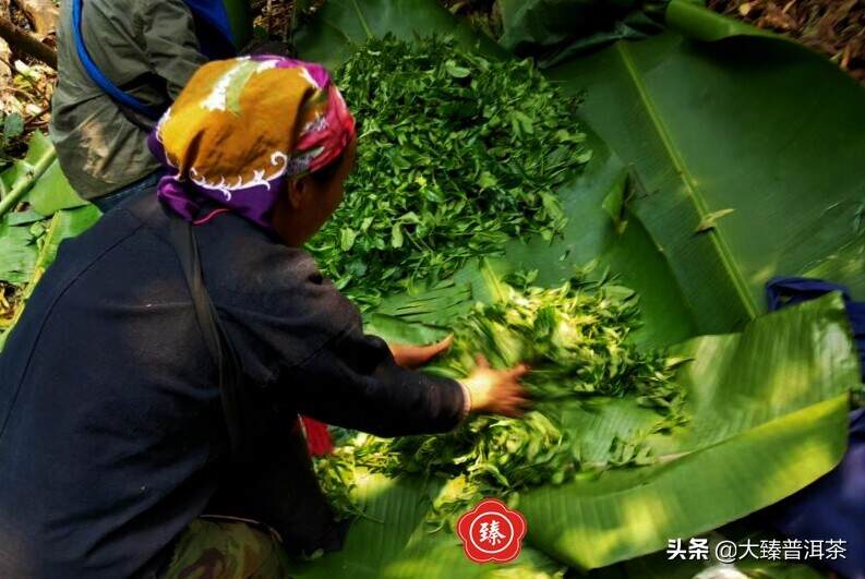 大臻一扇磨｜柔润香溢 清劲山野