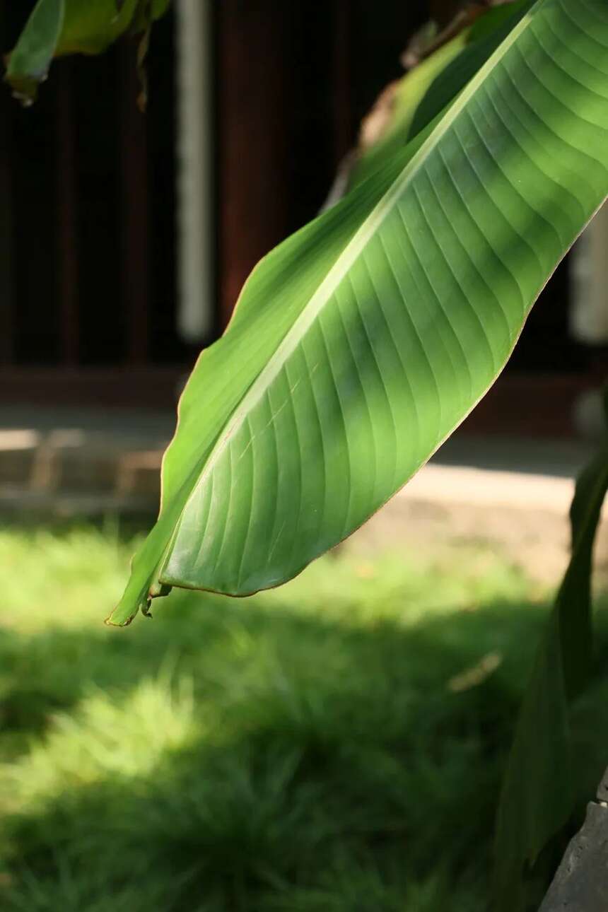 大暑天去园林？拒绝！去了后发现它是最适合夏天的园林，没有之一