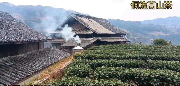 高山多云雾，自古出好茶