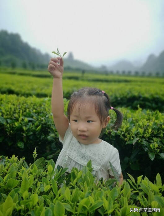 茶文：细风斜雨不须归｜碣滩结业茶会