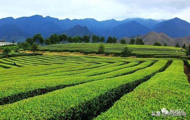 武冈这个村的茶场太漂亮了！你去过吗？