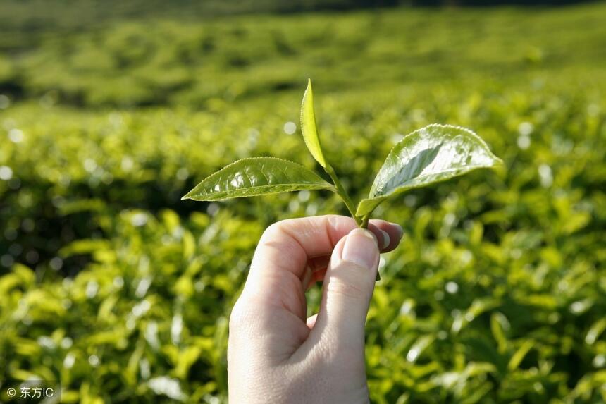 刚采摘的茶青怎么运？ 上天入地，四十年变化简直令人脑动大开！