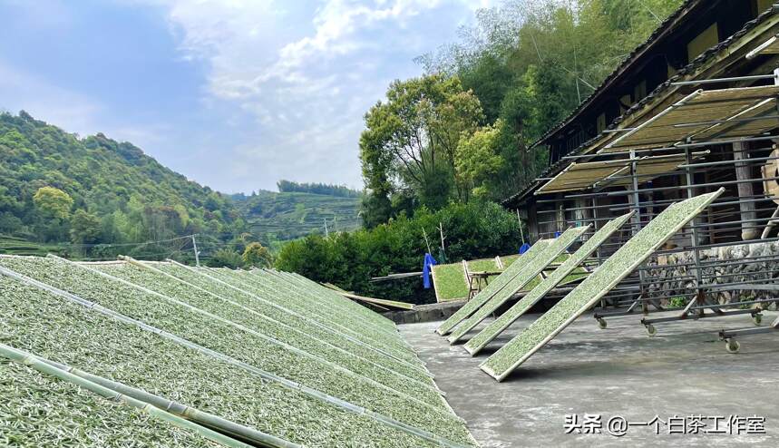 白茶与红茶的区别科普大全来啦，分清这五点，再也不纠结