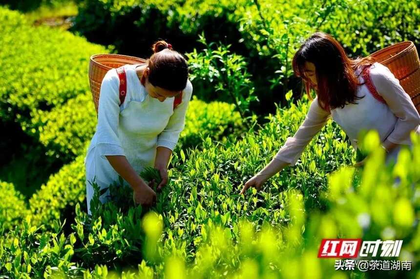 安化：采茶好时节 来把春天饮