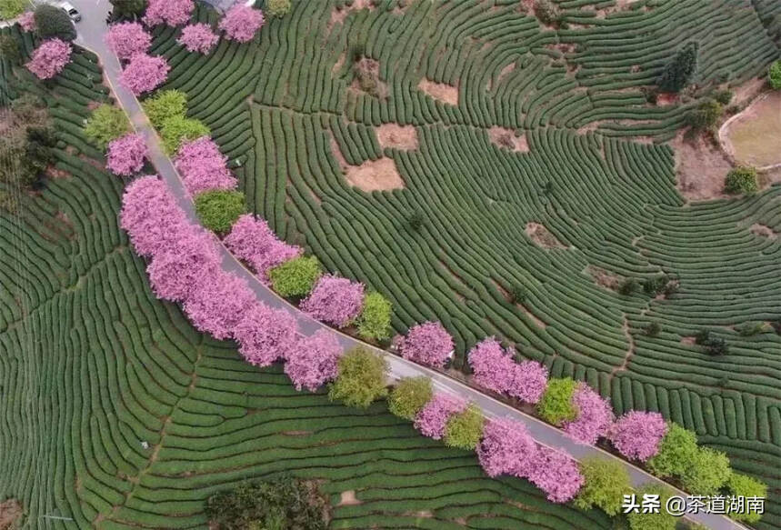 茶园樱开，美得寂寞却不孤单