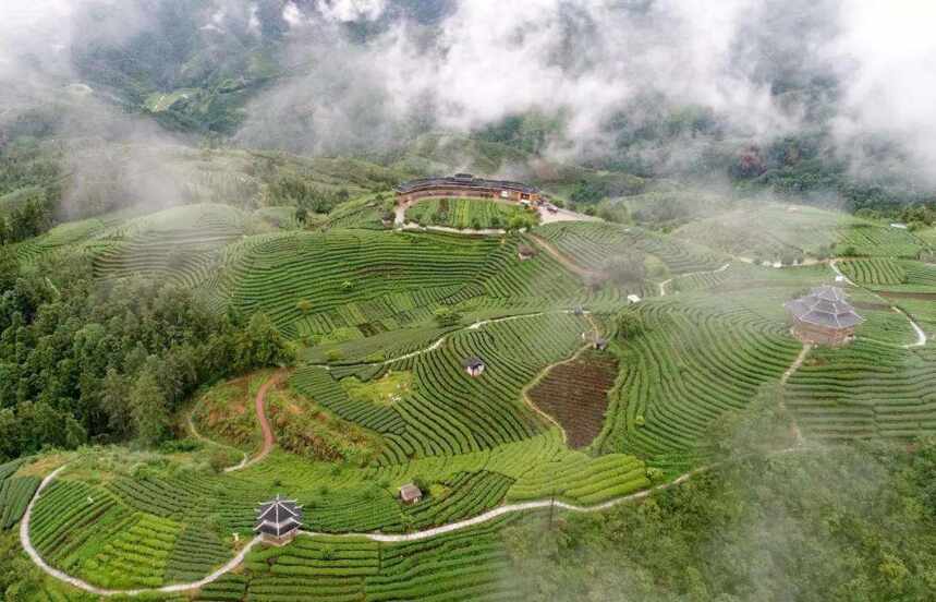 帝芙特说茶：广西有哪些茶