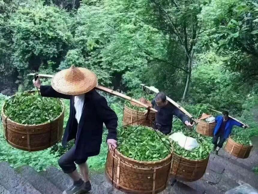 武夷岩茶做青原理