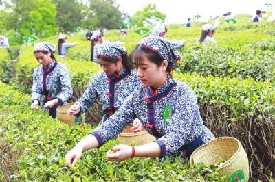 红色旺苍 中国茶乡（二）