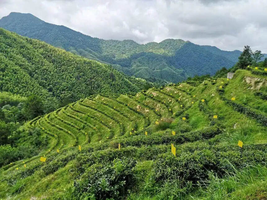 都在求购福建茶，福建茶的兴衰你了解吗？