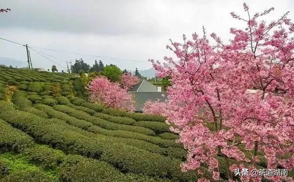 茶园樱开，美得寂寞却不孤单