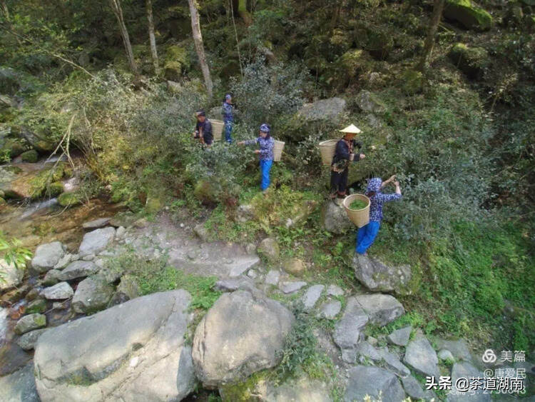 山看张家界，野茶数舜皇山