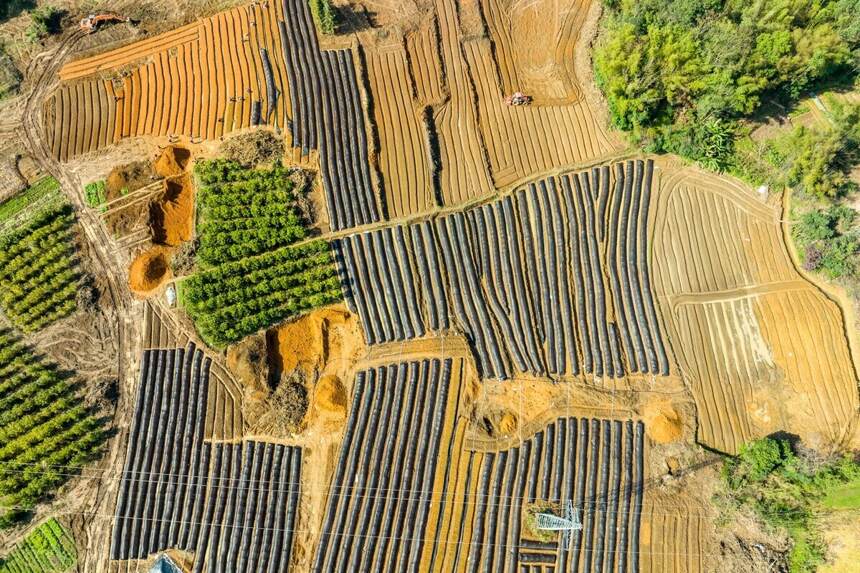 黑茶中的黑马六堡茶：广西苍梧特产、红、浓、陈、醇、4大特色