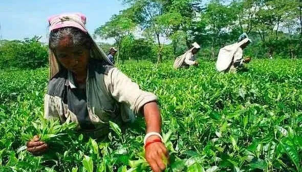 「有声品读藏茶」印茶仿制藏茶