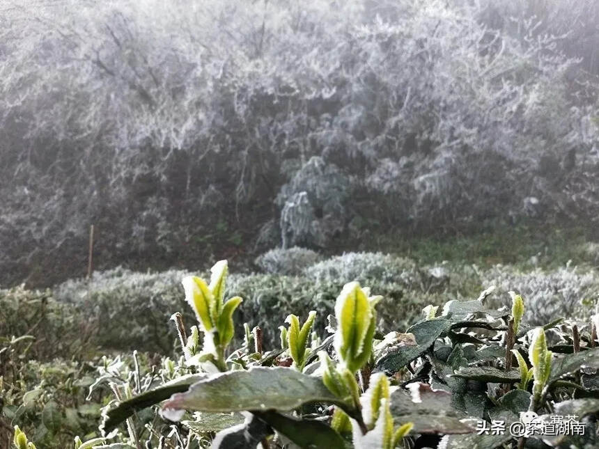 茶文：蒙洱雪芽迎“冬”生长！