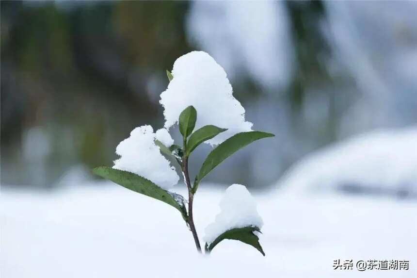 瑞雪兆好茶，看这些银装素裹的茶园就知道！