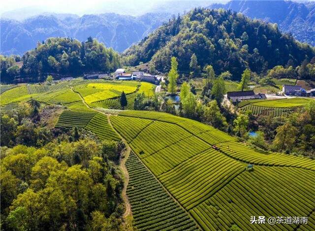 千年茶香铺富路——“十大精准脱贫先进县”石门