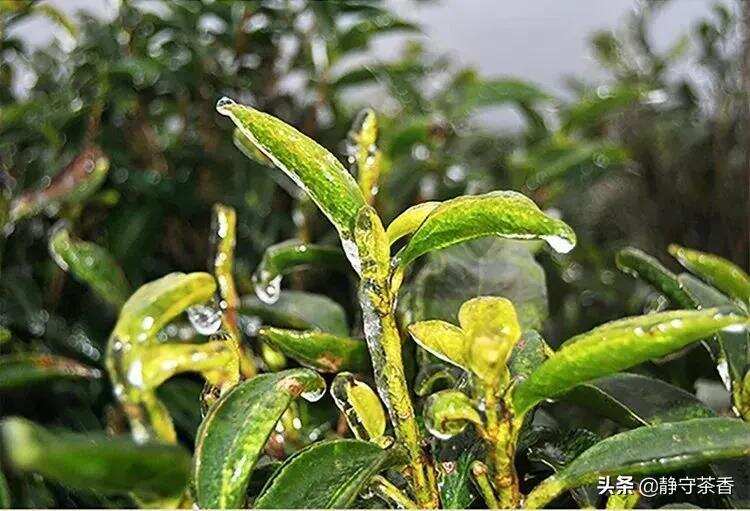 不下雪的潮州，有一种茶叫雪片？