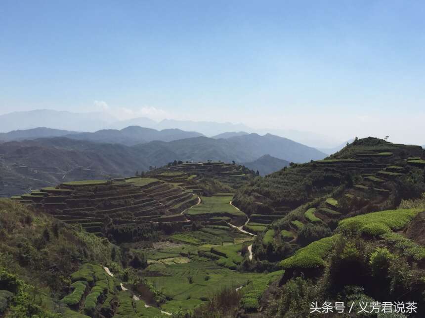 茶农有话说｜十年前，荒山变茶园；十年后，茶园变荒山