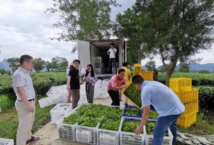 蒂芙特说茶：茶鲜叶保鲜贮运技术研究现状及其展望