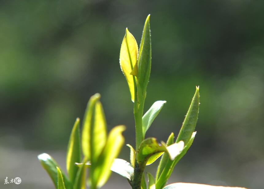 为何高山茶品质比普通茶更胜一筹？这些秘密你应当早知道