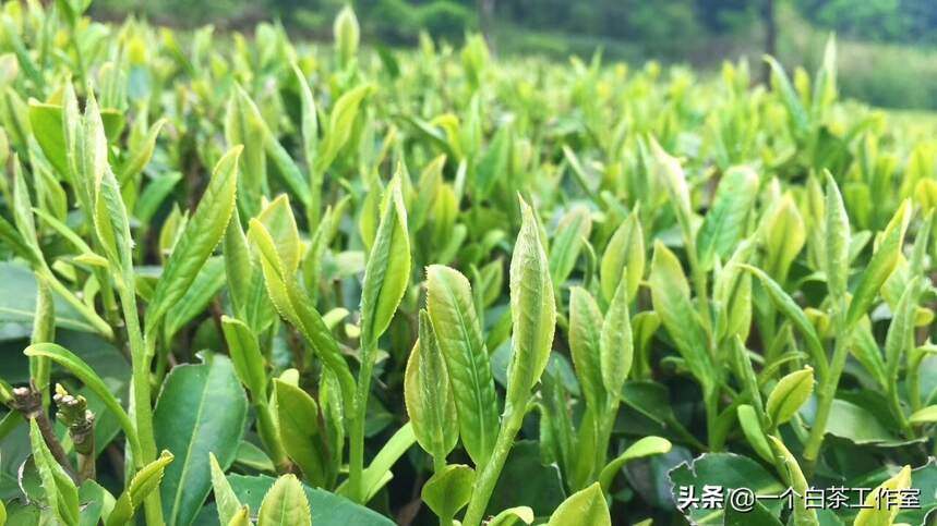 福鼎白茶和政和白茶，到底哪个更好？6大区别科普大全来啦